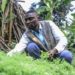 “Doctor Artemisia” — the plant helps treat malaria