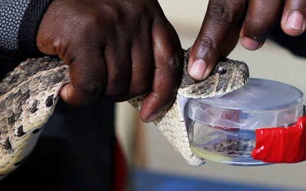 Man fails to get mudfish, serves customers snake sauce