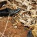 Masaka groom killed four days to introduction ceremony