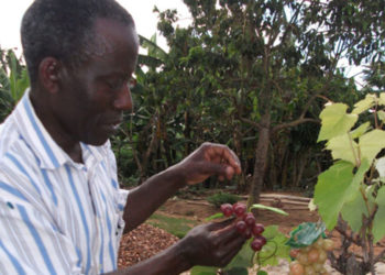 Minister directs NARO boss to ensure supply of quality seed