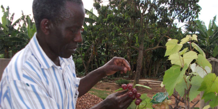 Minister directs NARO boss to ensure supply of quality seed