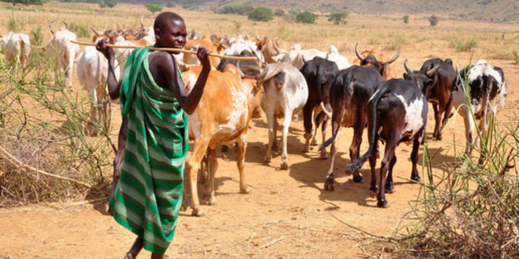 Kaabong pastoralists flee to South Sudan over attacks by rustlers