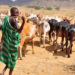 Kaabong pastoralists flee to South Sudan over attacks by rustlers