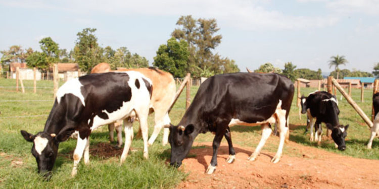 Namayingo bestiality suspect asked to marry cow