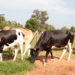 Namayingo bestiality suspect asked to marry cow