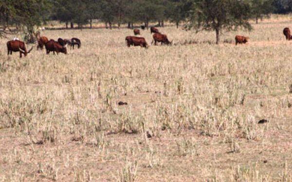Experts advise MOH to increase disease surveillance