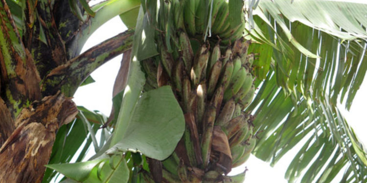 NARO warns of a new banana plantation disease