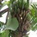 NARO warns of a new banana plantation disease