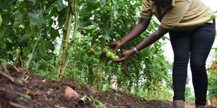 IFAD recommends agroecology for sustainable production