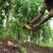 IFAD recommends agroecology for sustainable production
