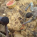 Bugweri District set for gold mining