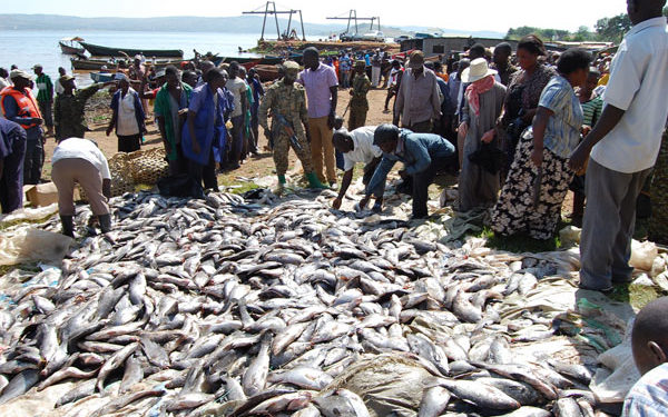 Govt launches Shs 5bn cage fish farming project in Kabarole