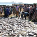 Govt launches Shs 5bn cage fish farming project in Kabarole