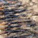 Karamojong women ask the gov’t for protection as they hand over husbands’ guns