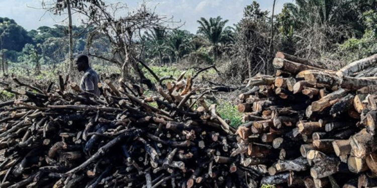 Weak enforcement of environment laws blamed on limited manpower