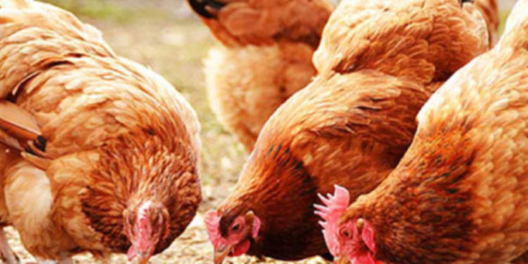 Woman escapes death over chicken theft