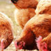 Woman escapes death over chicken theft