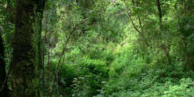 CSOs call for stronger forest governance regime