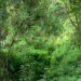 CSOs call for stronger forest governance regime