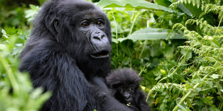 No plans to vaccinate mountain gorillas – UWA