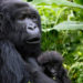 No plans to vaccinate mountain gorillas – UWA