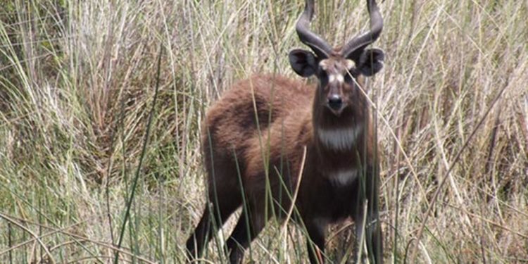 Wildlife crime is on the increase, says UWA
