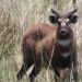 Wildlife crime is on the increase, says UWA