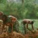 GNL Zamba releases rainfall project