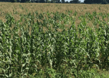 FAO warns of looming food crop loss due to plant pests, diseases