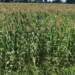 FAO warns of looming food crop loss due to plant pests, diseases