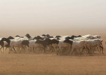 Greater Horn of Africa bracing for rainfall deficits, warns WMO