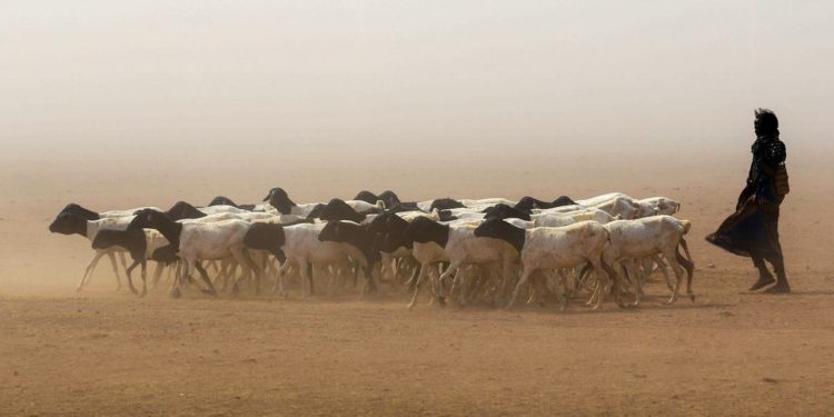 Greater Horn of Africa bracing for rainfall deficits, warns WMO