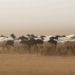 Greater Horn of Africa bracing for rainfall deficits, warns WMO