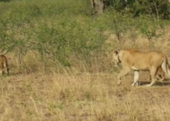 Uganda marks World Lion day