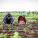 Relief agencies advocate for more land to refugee communities