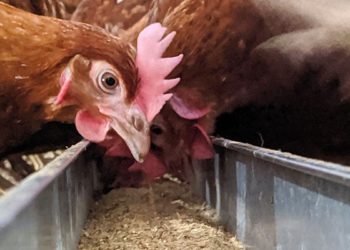 Poultry dealers, farmers want govt to decide on feeds tax
