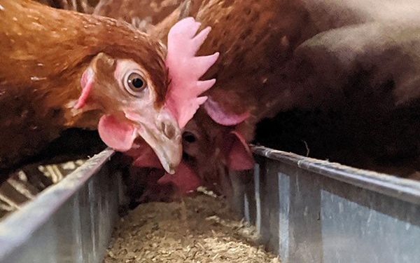 Poultry dealers, farmers want govt to decide on feeds tax