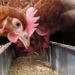 Poultry dealers, farmers want govt to decide on feeds tax