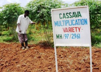 Activists re-echo call against signing of GMO bill