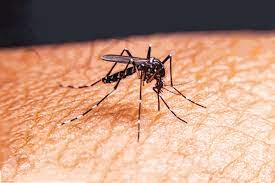 Severe malaria ravages Kibuku district