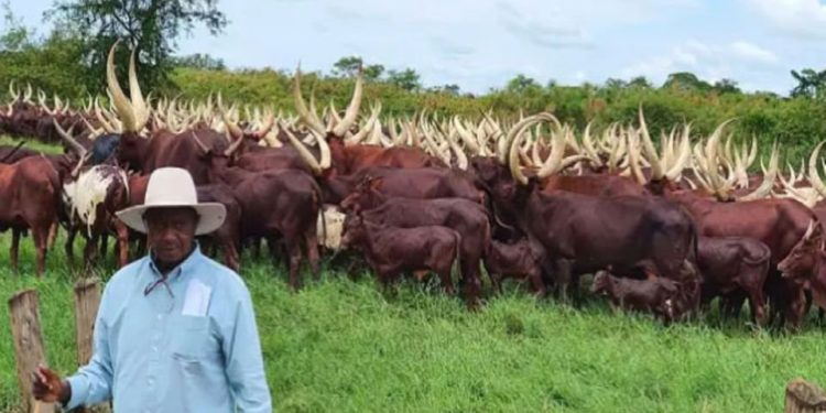 Presidential advisor on indigenous cattle speaks out on hefty salary