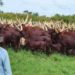 Presidential advisor on indigenous cattle speaks out on hefty salary