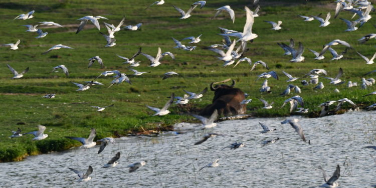 Ugandans asked to commit to biodiversity conservation in new year