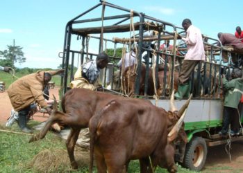 Security agencies ordered to implement ban on night movement of livestock