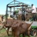 Security agencies ordered to implement ban on night movement of livestock