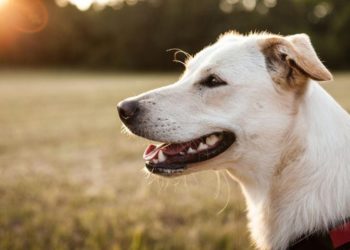 Dog shoots, kills man in US