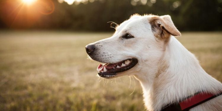 Dog shoots, kills man in US