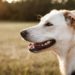 Dog shoots, kills man in US
