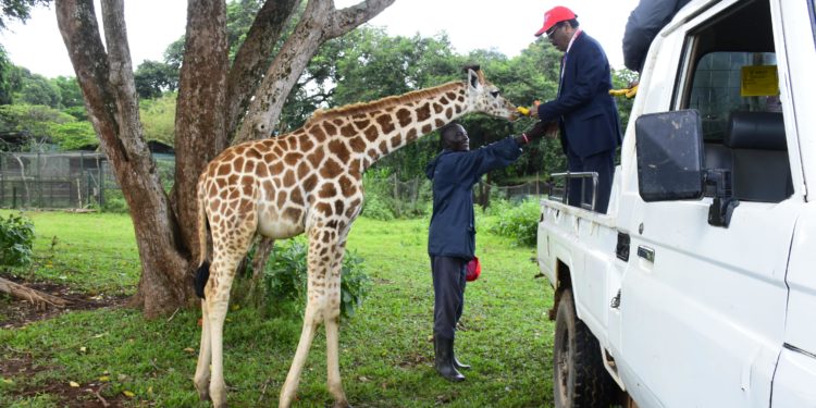 UWEC names baby giraffe, Diamond