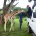 UWEC names baby giraffe, Diamond